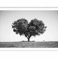 Tree Heart  Black and white Photography Canvas Art Print