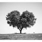 Tree Heart  Black and white Photography Canvas Art Print