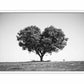 Tree Heart  Black and white Photography Canvas Art Print